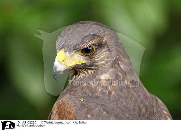 Harris's hawk portrait / AB-02260