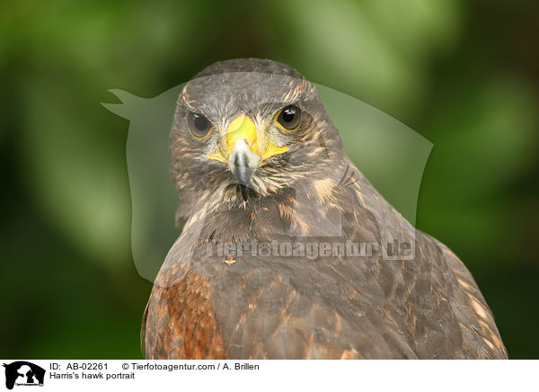 Harris's hawk portrait / AB-02261