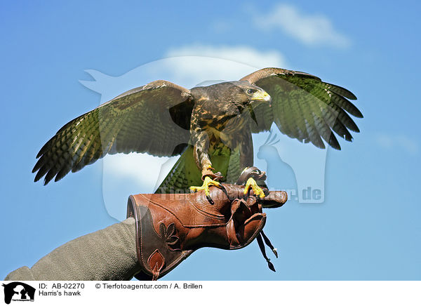 Harris's hawk / AB-02270