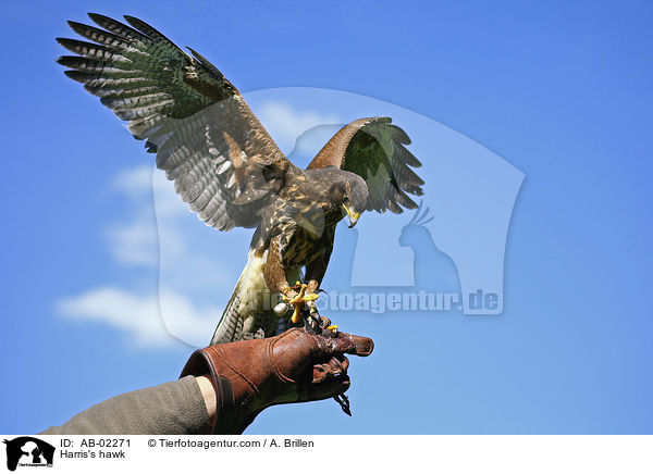 Harris's hawk / AB-02271