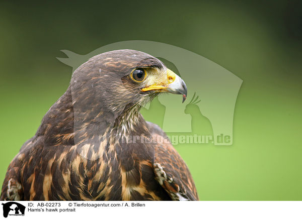 Harris's hawk portrait / AB-02273