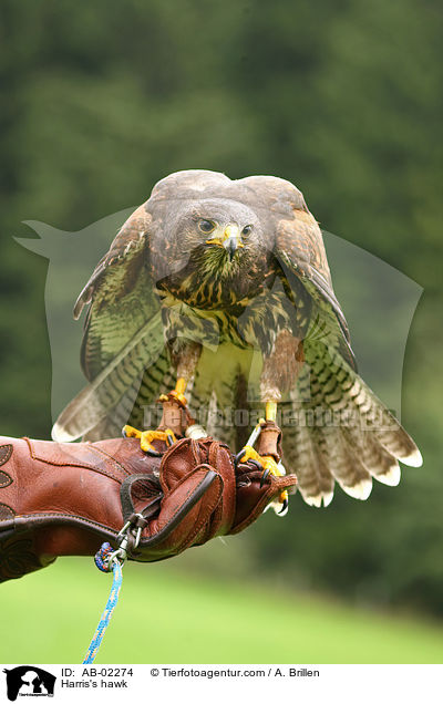 Harris's hawk / AB-02274