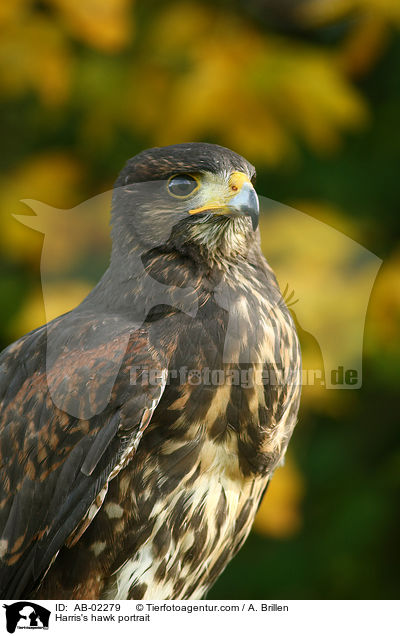 Harris's hawk portrait / AB-02279