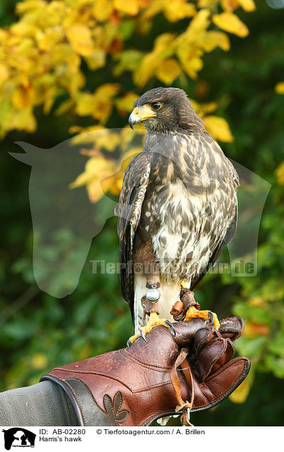 Harris's hawk / AB-02280