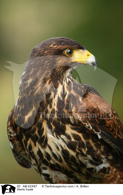 Harris hawk / AB-02497