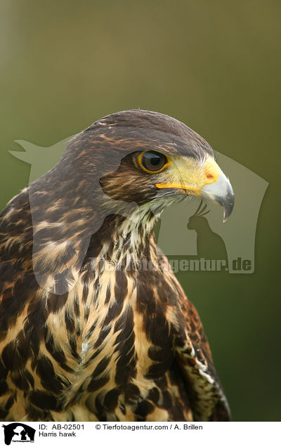 Wstenbussard / Harris hawk / AB-02501