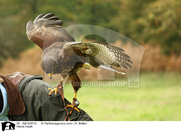 Harris hawk / AB-02510