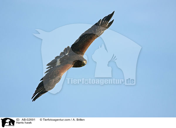 Wstenbussard / Harris hawk / AB-02691