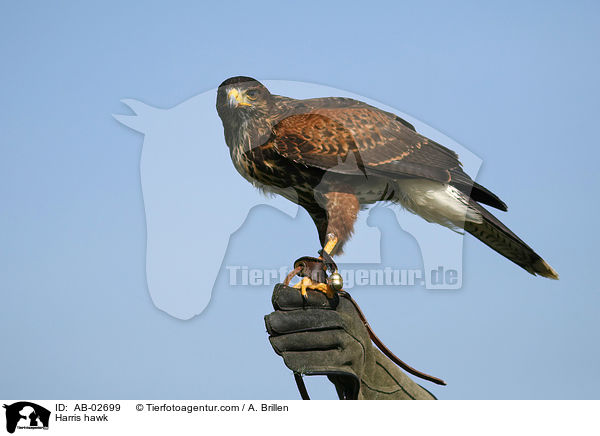 Harris hawk / AB-02699