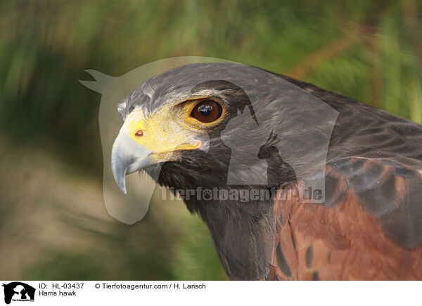 Wstenbussard / Harris hawk / HL-03437