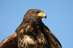 Harris's hawk portrait