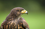 Harris's hawk portrait