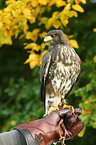 Harris's hawk