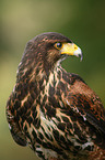 Harris hawk