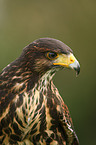 Harris hawk