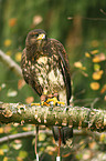 Harris hawk