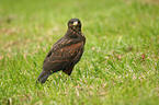 Harris hawk