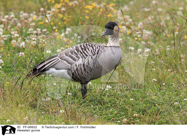 Hawaiigans / Hawaiian goose / FF-06602