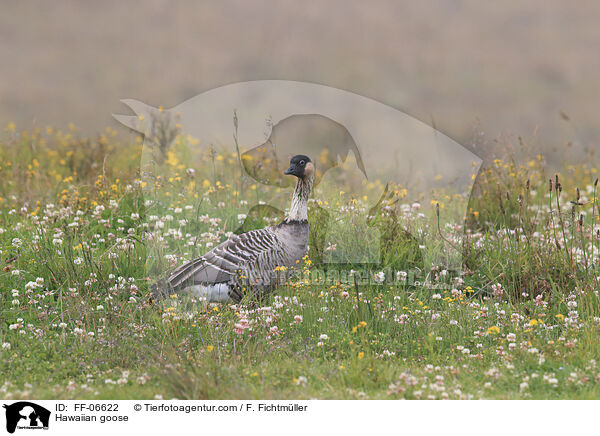 Hawaiigans / Hawaiian goose / FF-06622