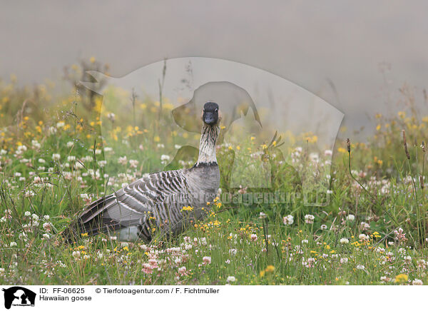 Hawaiigans / Hawaiian goose / FF-06625