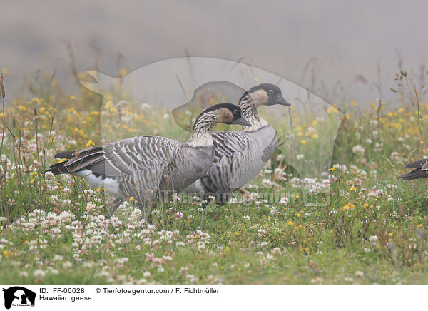 Hawaiignse / Hawaiian geese / FF-06628