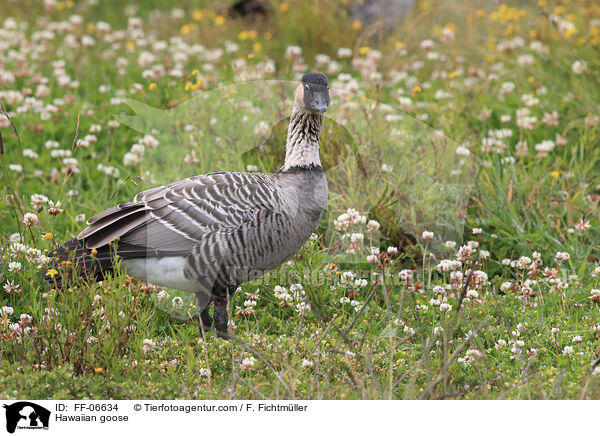 Hawaiian goose / FF-06634