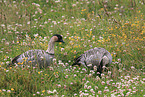 Hawaiian geese