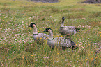 Hawaiian geese