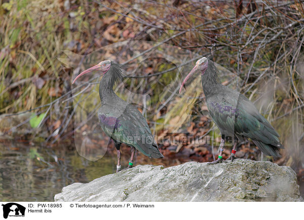 Waldrapp / Hermit ibis / PW-18985