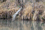 Hermit ibis