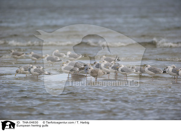 Silbermwen / European herring gulls / THA-04630