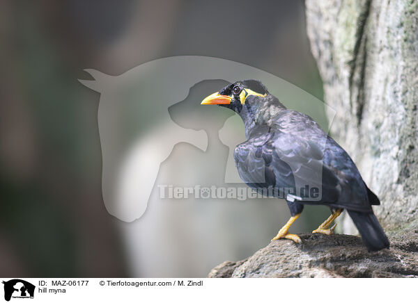 hill myna / MAZ-06177