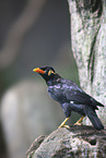 hill myna