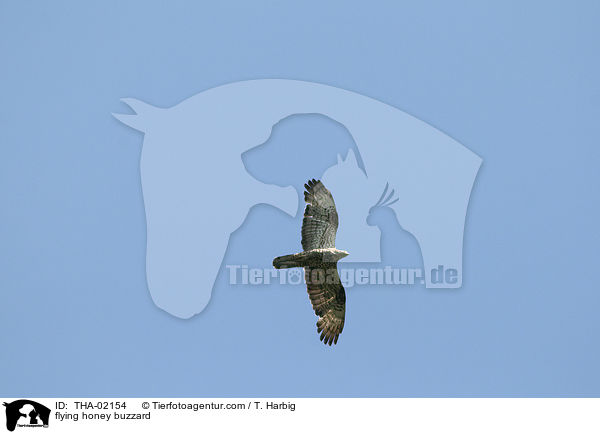 fliegender Wespenbussard / flying honey buzzard / THA-02154