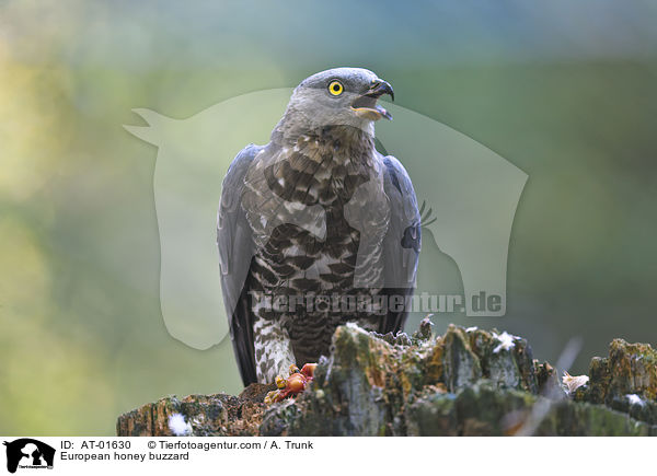 Wespenbussard / European honey buzzard / AT-01630