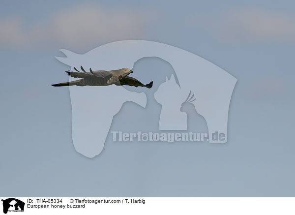 European honey buzzard / THA-05334