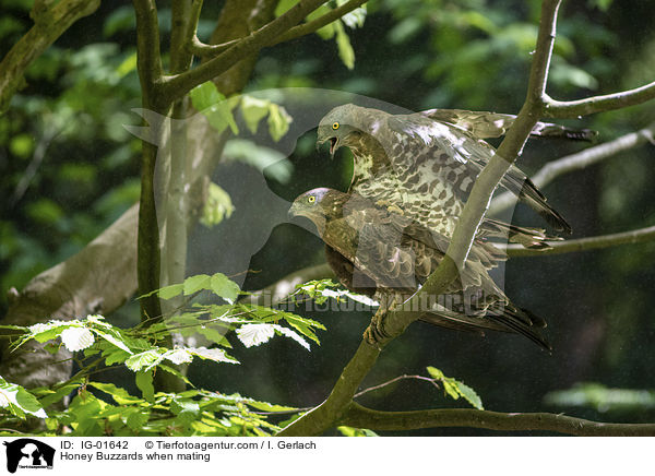 Wespenbussarde bei der Paarung / Honey Buzzards when mating / IG-01642