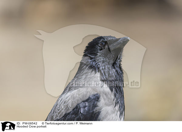 Nebelkrhe Portrait / Hooded Crow portrait / PW-08542
