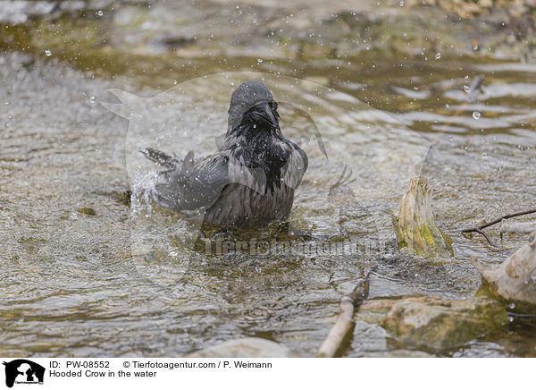Nebelkrhe im Wasser / Hooded Crow in the water / PW-08552