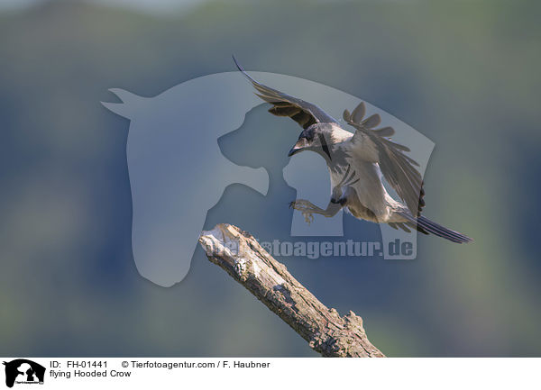 fliegende Nebelkrhe / flying Hooded Crow / FH-01441