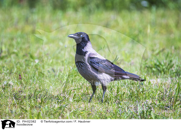 Nebelkrhe / hoodiecrow / FH-02382