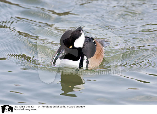 hooded merganser / MBS-05532