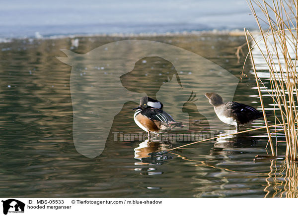 hooded merganser / MBS-05533