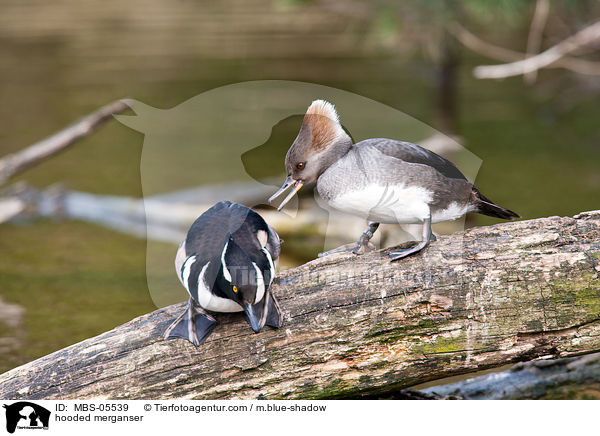 hooded merganser / MBS-05539