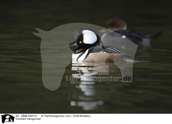 Kappensger / hooded merganser / DMS-08010