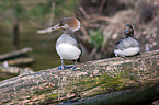 hooded merganser