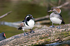 hooded merganser