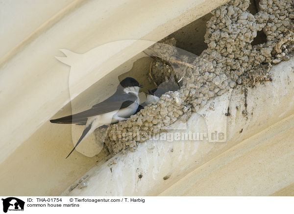 Mehlschwalben / common house martins / THA-01754