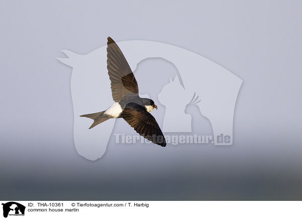 common house martin / THA-10361