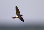 common house martin